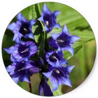 Blue Gentian