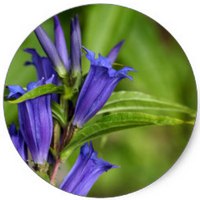 Blue Gentian