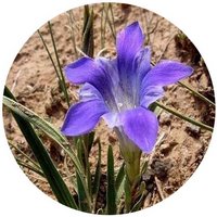 Gentiana Dahurica