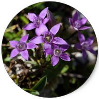 Gentianella Germanica