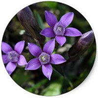 Gentianella Germanica