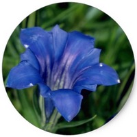 Gentiana Japonica
