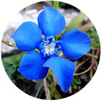 Gentiana Japonica