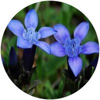 Gentiana Jamesii