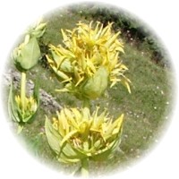 Gentiana Lutea