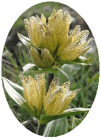 Gentiana Punctata