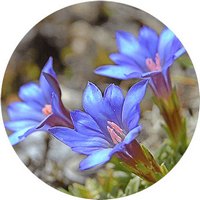 Gentiana Saponaria