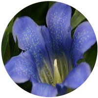 Gentiana Scabra