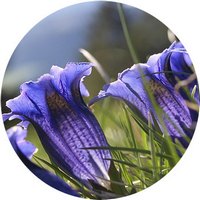 Gentiana Verna