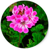 Geranium