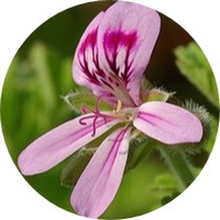 Geranium