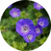 Geranium