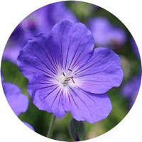 Geranium