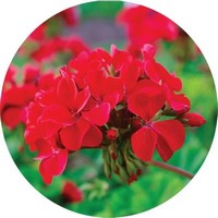 Geranium