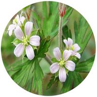 Geranio Carolinianum