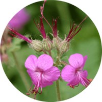 Geranium Maculatum