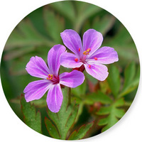 Geranium Robertianum