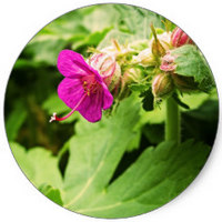 Geranium Sanguineum