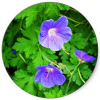 Geranium Sylvaticum