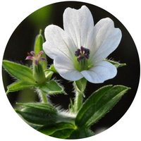 Geranium Umbelliforme