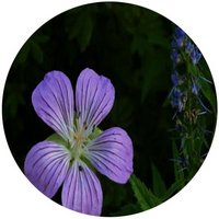 Geranium Wlassovianum