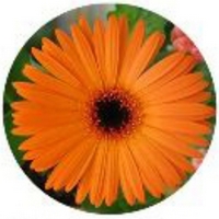 Gerbera Jamesonii