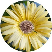 Gerbera