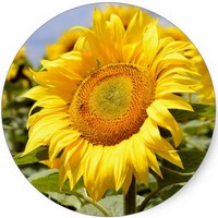 Girasol - Helianthus Annuus