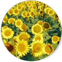 Girasol - Helianthus Annuus