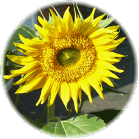 Girasol - Helianthus Annuus