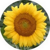 Girasol - Helianthus Annuus