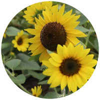 Girasol - Helianthus Annuus
