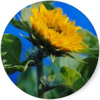 Girasol - Helianthus Annuus