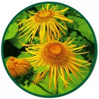 Girasol - Helianthus Annuus