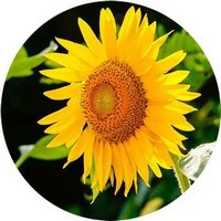 Girasol - Helianthus Annuus