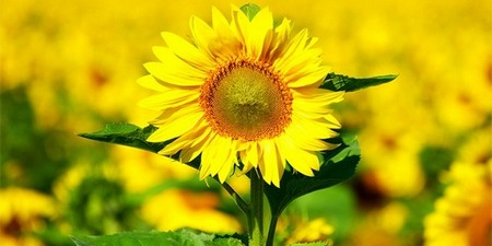 Girasol - Sunflower