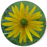 Swamp Sunflower - Helianthus Angustifolius