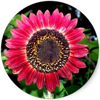 Girasol Ornamental - Sunflower - Helianthus Annuus