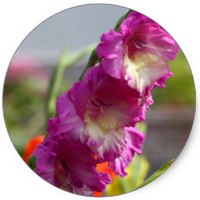 Gladiolus