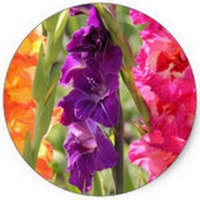 Gladiolus