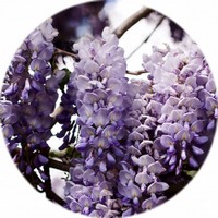 Wisteria Sinensis