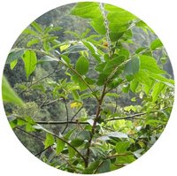 Glochidion Eriocarpum - Puberum