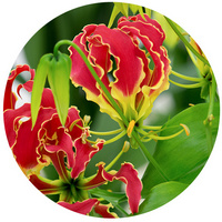 Gloriosa Superba