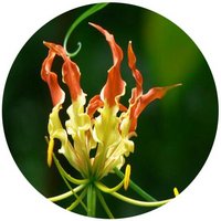 Gloriosa Superba