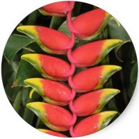 Heliconia Rostrata