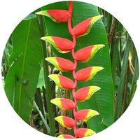 Heliconia Rostrata