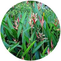 Heliconia Psittacorum - Pico de loro, Flor de periquito