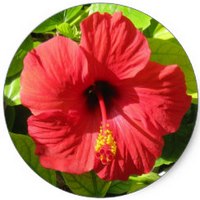 Hibiscus Syriacus