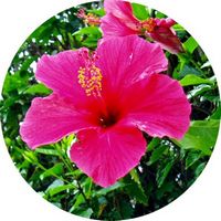 Hibiscus Syriacus
