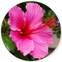 Hibiscus Syriacus